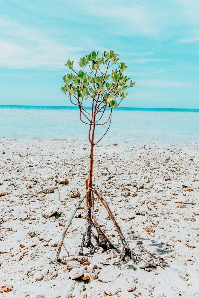 sustainable travel in Fiji